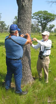 Marking red-head trees