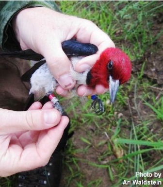 Banded Red-head
