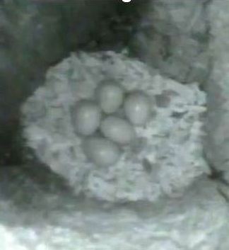 Nest w/eggs